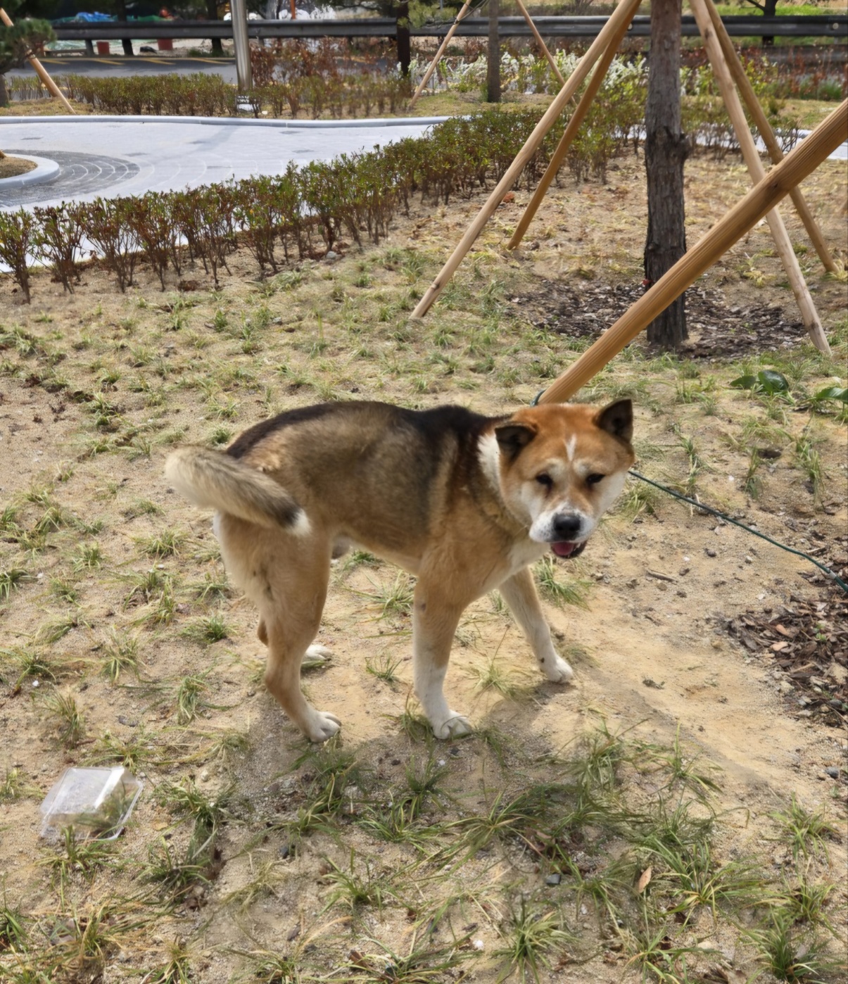 울산유기동물보호센터_431373202500390
